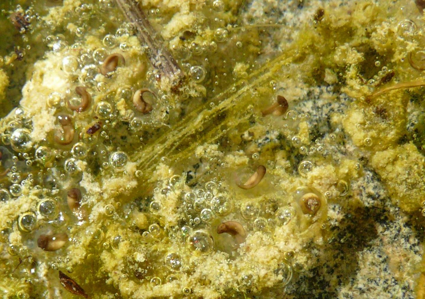 Discoglossus sardus e Pelophylax sp.; abbeveratoio sardo